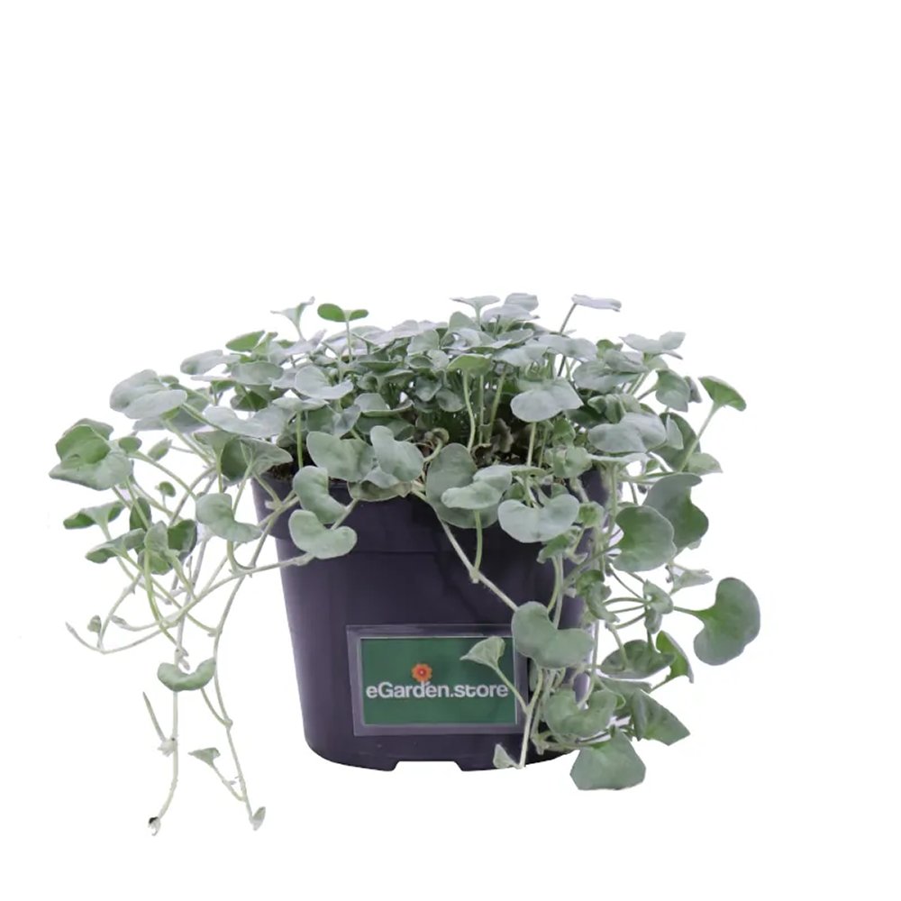 Dichondra argentea Silver Falls, curgatoare