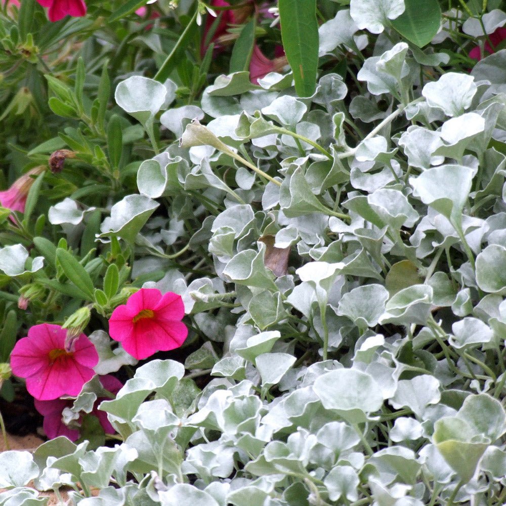 Dichondra argentea Silver Falls, curgatoare