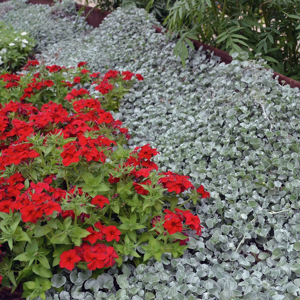 Dichondra argentea Silver Falls, curgatoare