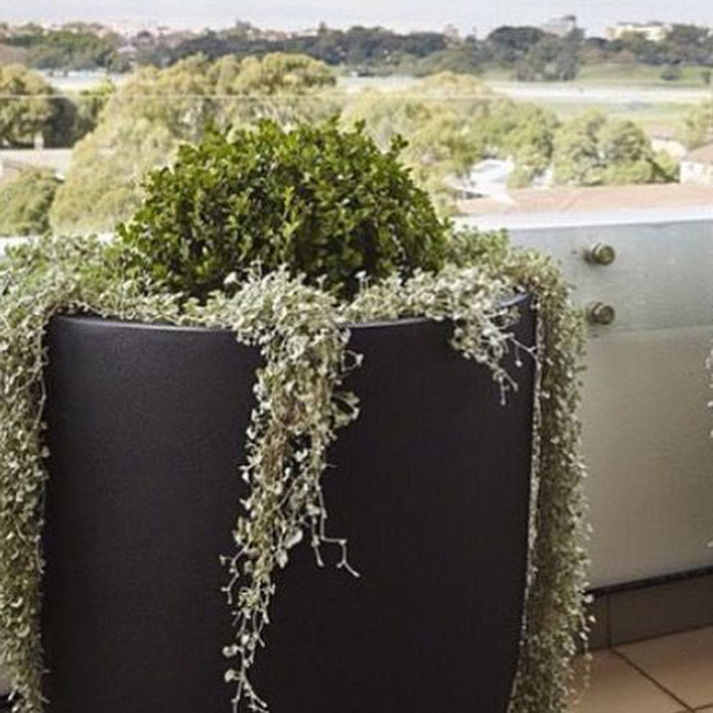 Dichondra argentea Silver Falls, curgatoare