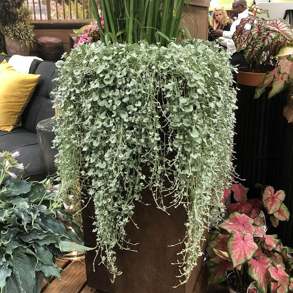 Dichondra argentea Silver Falls, curgatoare
