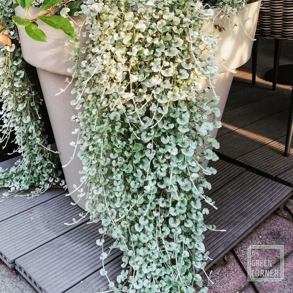 Dichondra argentea Silver Falls, curgatoare