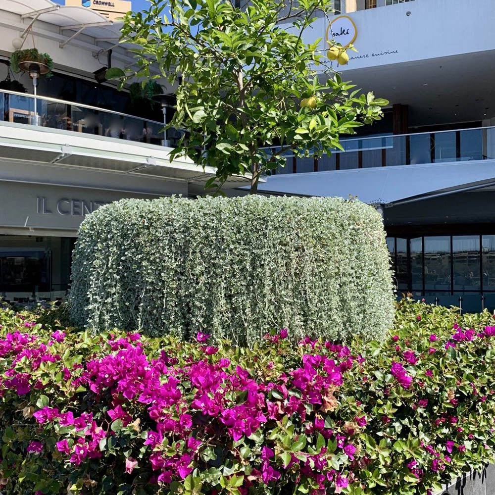 Dichondra argentea Silver Falls, curgatoare