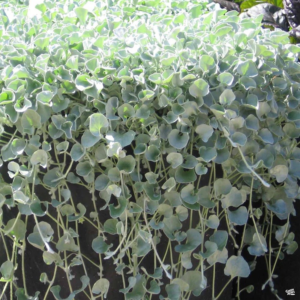 Dichondra argentea Silver Falls, curgatoare