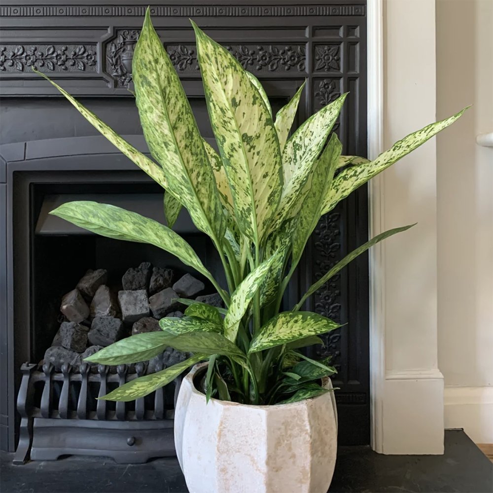Dieffenbachia Vesuvius - 70 cm