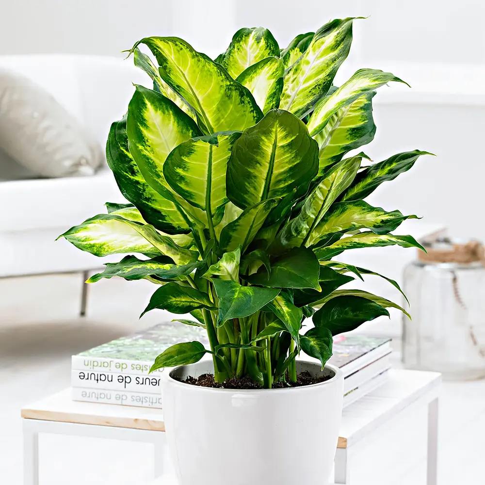 Dieffenbachia Camilla, 40 cm, planta de interior decorativa cu frunze alb-verde, usor de ingrijit