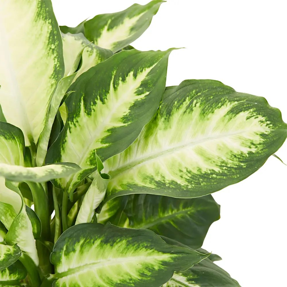 Dieffenbachia Camilla, 40 cm, planta de interior decorativa cu frunze alb-verde, usor de ingrijit