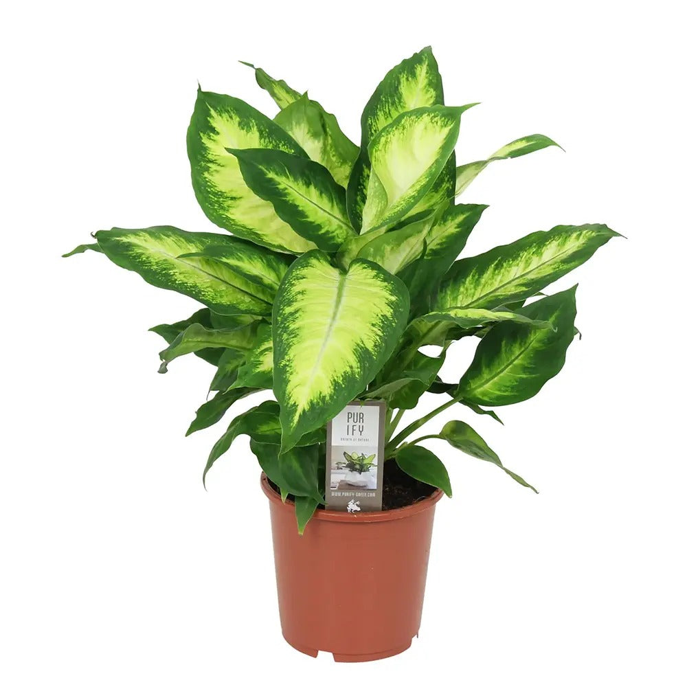 Dieffenbachia Camilla, 40 cm, planta de interior decorativa cu frunze alb-verde, usor de ingrijit
