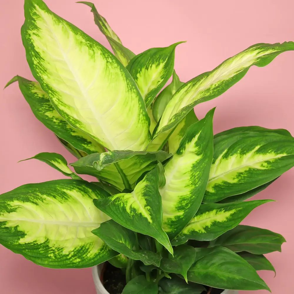 Dieffenbachia Camilla, 40 cm, planta de interior decorativa cu frunze alb-verde, usor de ingrijit