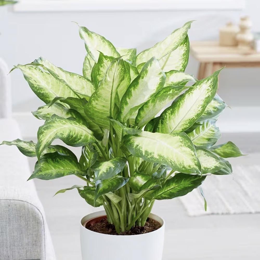 Dieffenbachia Camilla, 40 cm, planta de interior decorativa cu frunze alb-verde, usor de ingrijit