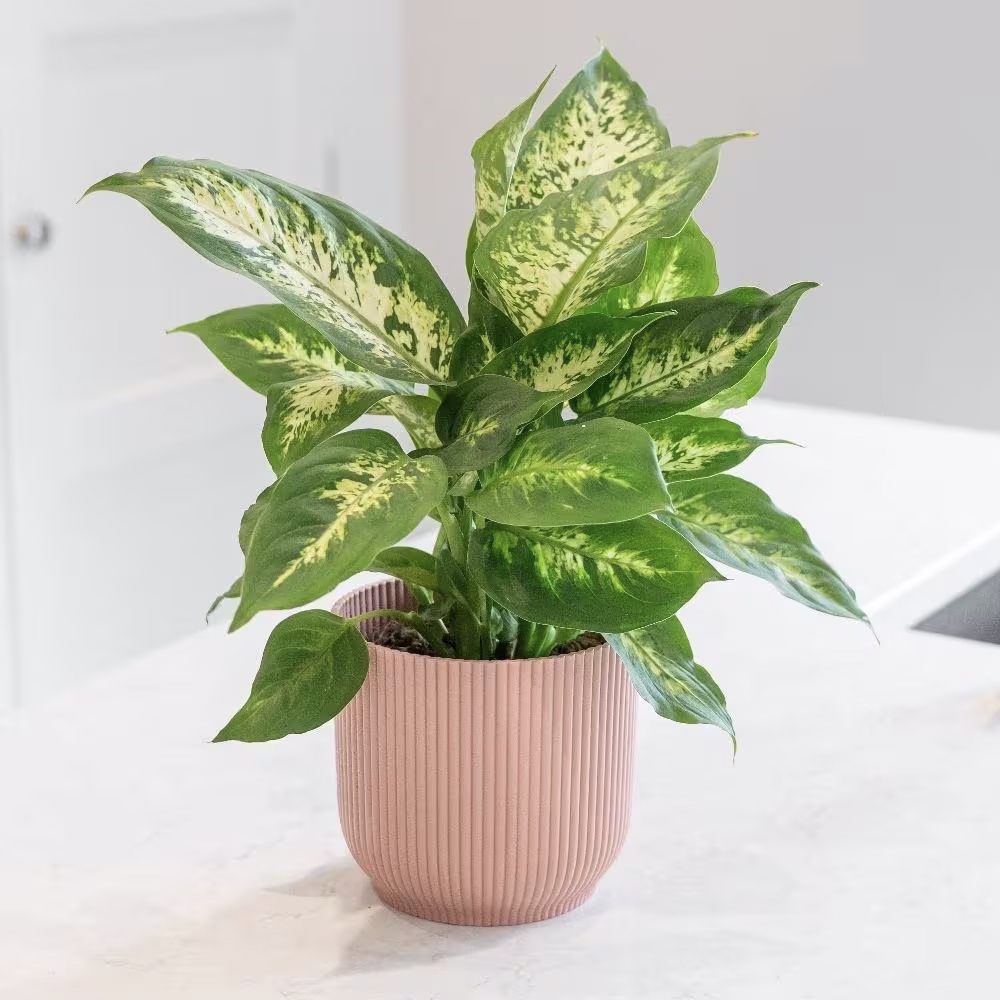 Dieffenbachia Camilla, 40 cm, planta de interior decorativa cu frunze alb-verde, usor de ingrijit