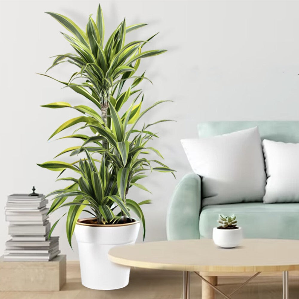 Дърво на щастието (Dracaena) Lemon Lime, 170 см, с 8 стъбла
