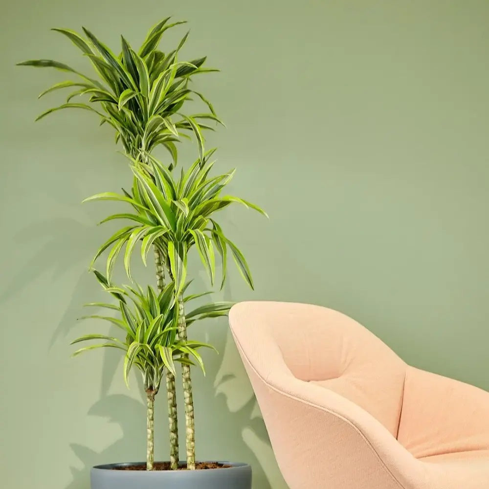 Trunchiul Fericirii (Dracena) Lemon Lime, 150 cm, 4 Tulpini, planta de apartament decorativa cu frunze verzi galbene