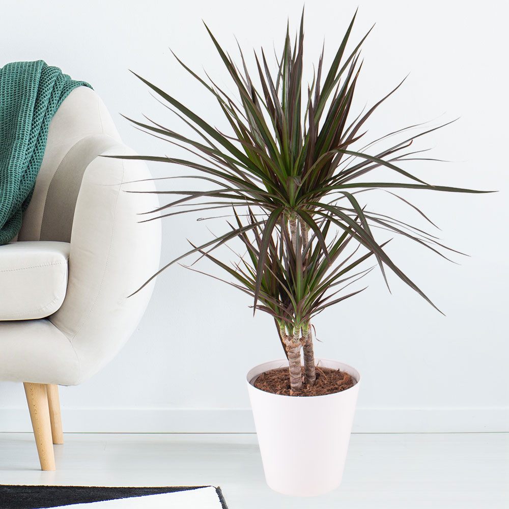 Dracaena marginata Magenta, 80 cm, 1/2 Tulpini, planta de apartament decorativa usor de ingrijit