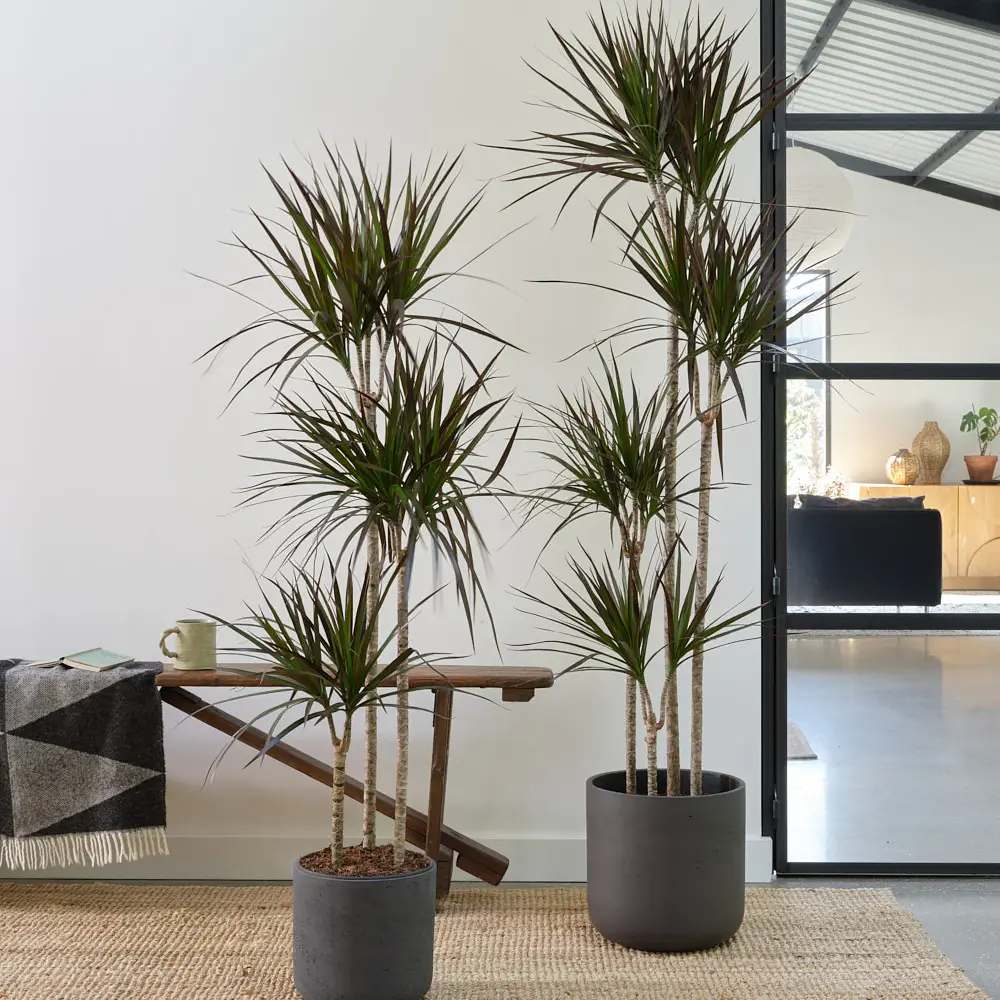 Драцена marginata Magenta, 150 см с 3 стъбла, стайно декоративно растение, лесно за отглеждане