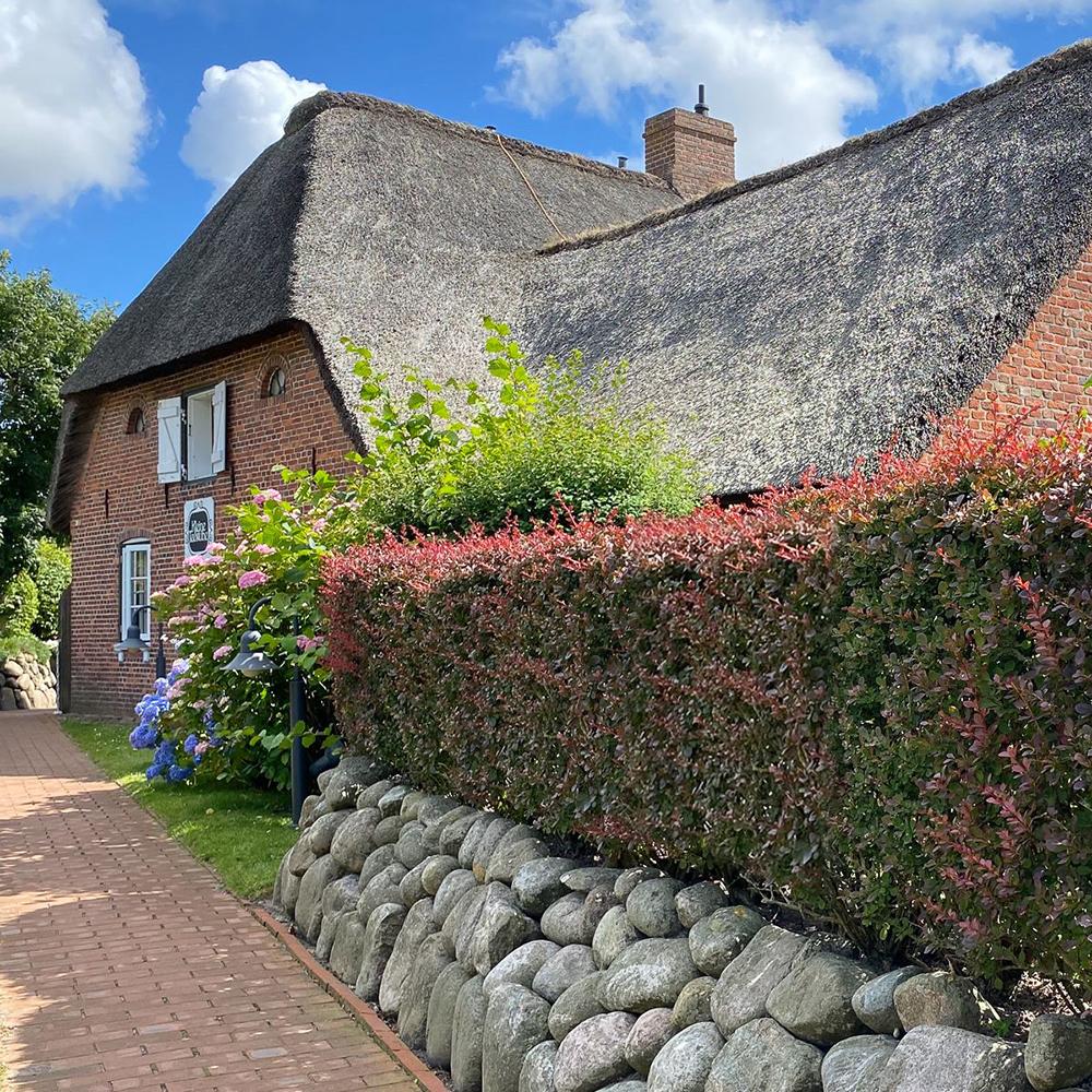 Dracila Berberis Japoneza Atropurpurea, cu frunze rosu-inchis