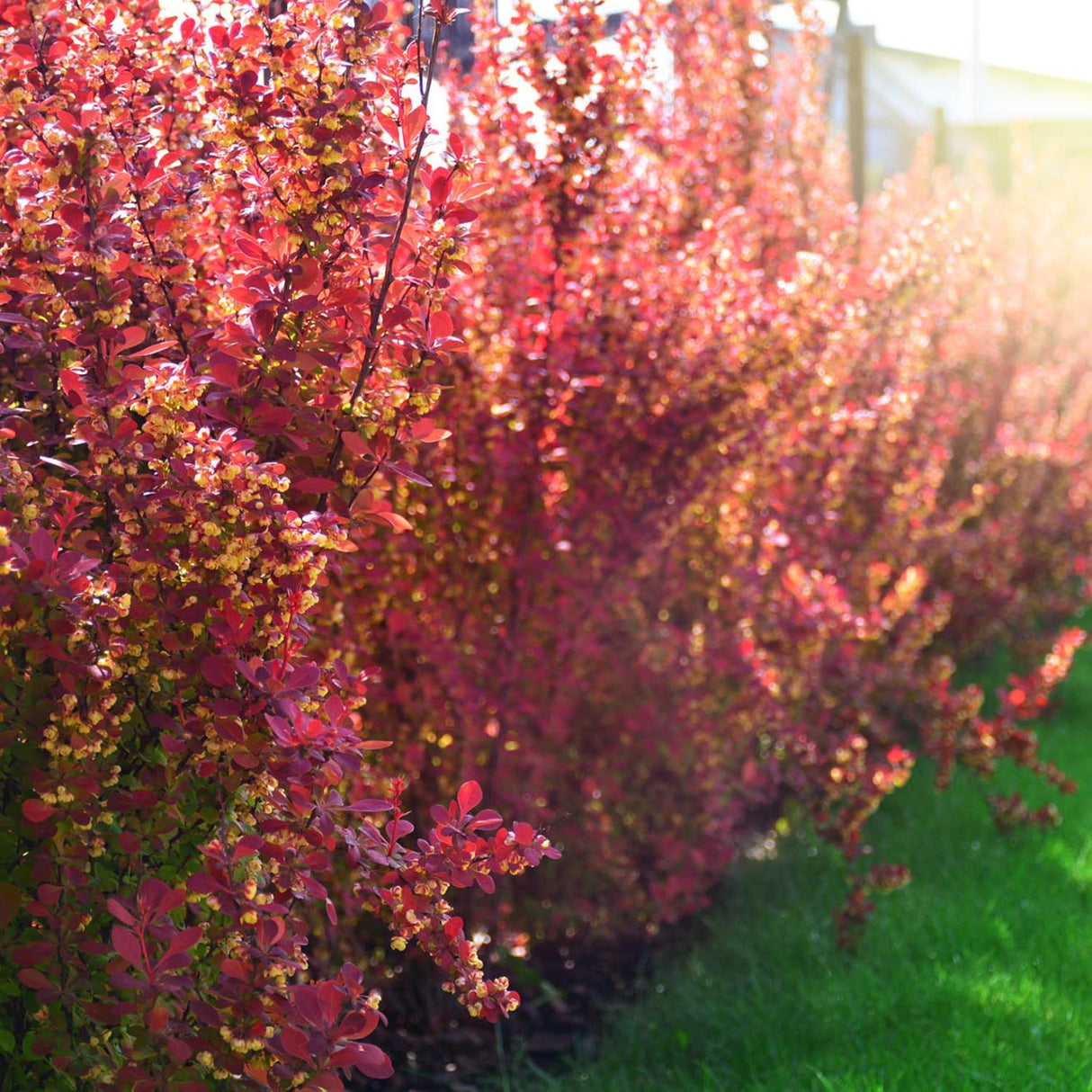 Dracila Berberis Japoneza Atropurpurea, cu frunze rosu-inchis