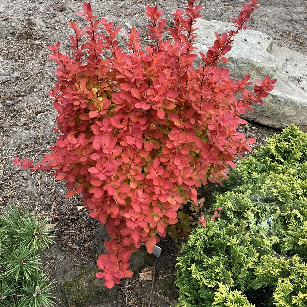 Dracila Berberis Japoneza portocaliu Orange Ice, cu frunze portocalii