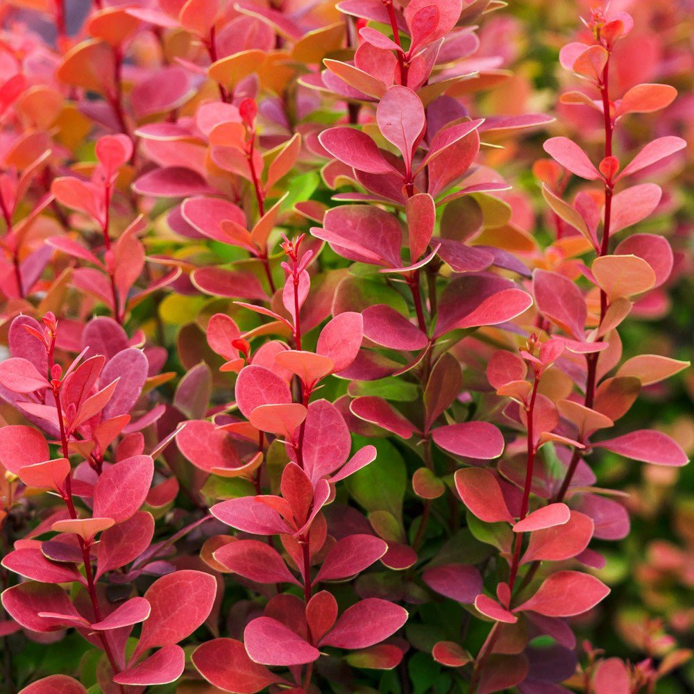 Dracila Berberis Japoneza portocaliu Orange Ice, cu frunze portocalii