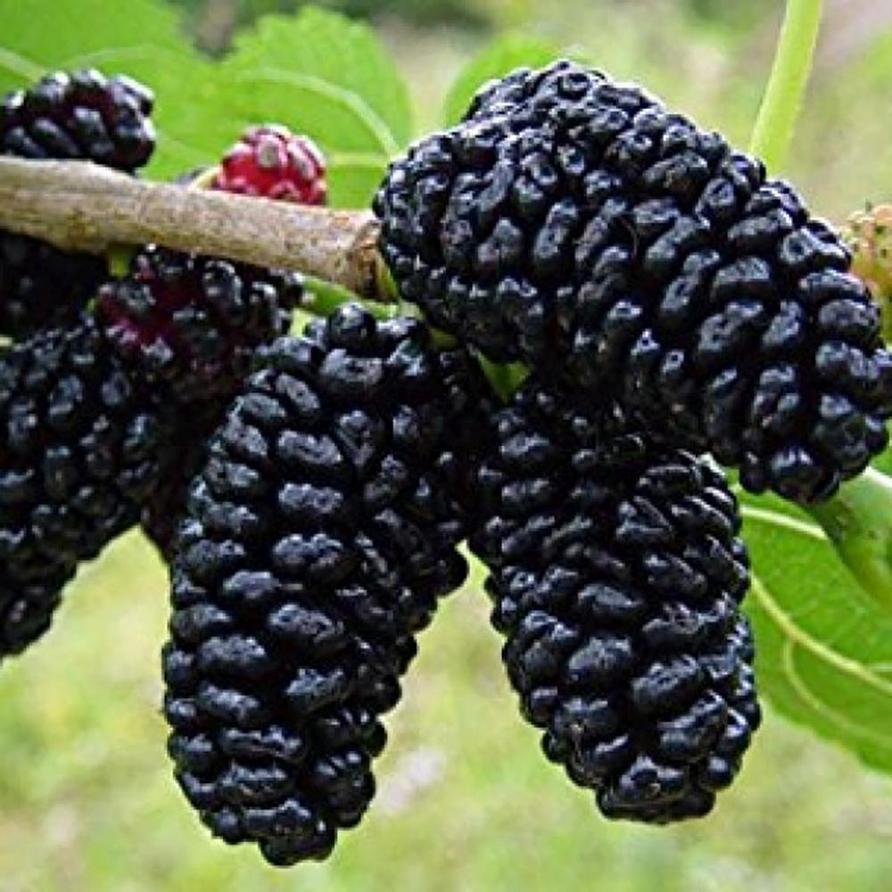Dud Ornamental Alb Plangator (Morus Alba), cu fructe negre dulci