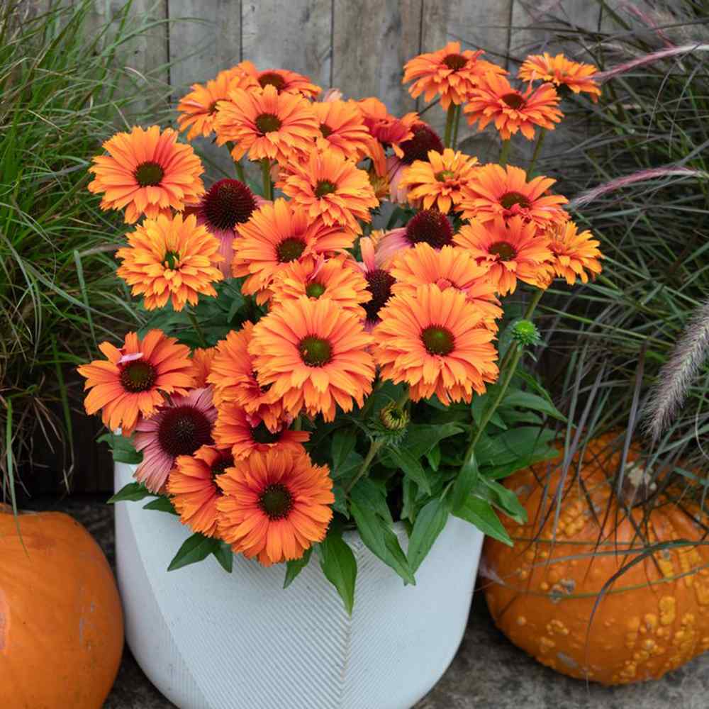 Echinacea Sunseeker Mineola, с оранжеви цветове, декоративно многогодишно растение, привлича пчели, дълъг период на цъфтеж