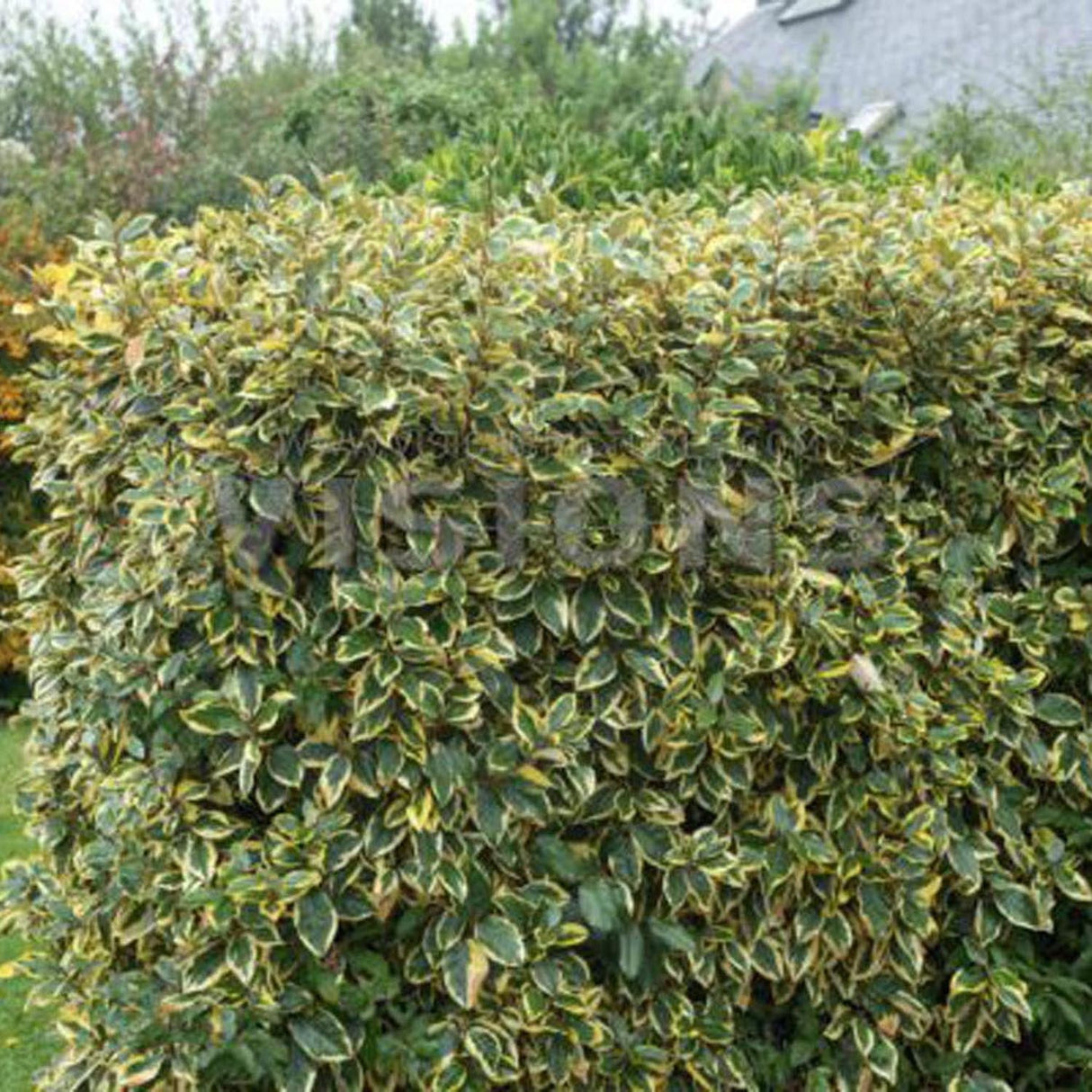 Salcioara Mirositoare (Elaeagnus Ebbingei Gilt Edge)