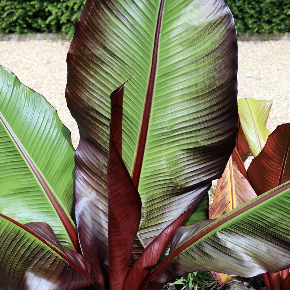 Червен банан (Ensete ventricosum Maurelii), 70-80 см, екзотично голямо декоративно растение, за интериор и тераса