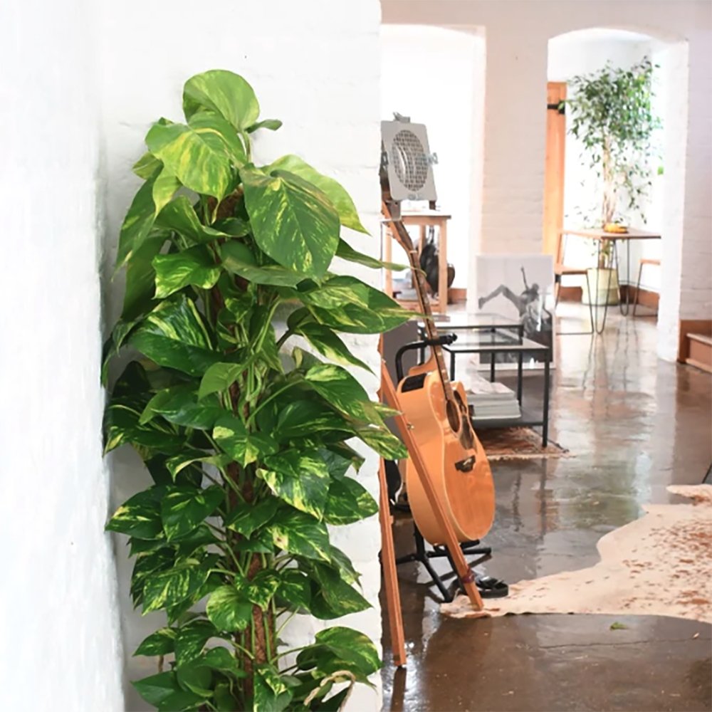 Iedera diavolului Epipremnum Aureum (Cu Suport) - 160 cm