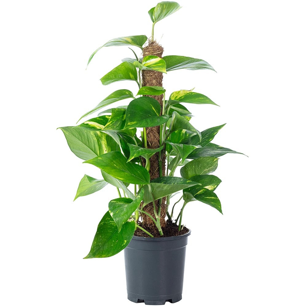 Iedera diavolului Epipremnum Aureum, 120 cm cu Suport, planta de apartament curgatoare, cu frunze pestrite verzi-galbene