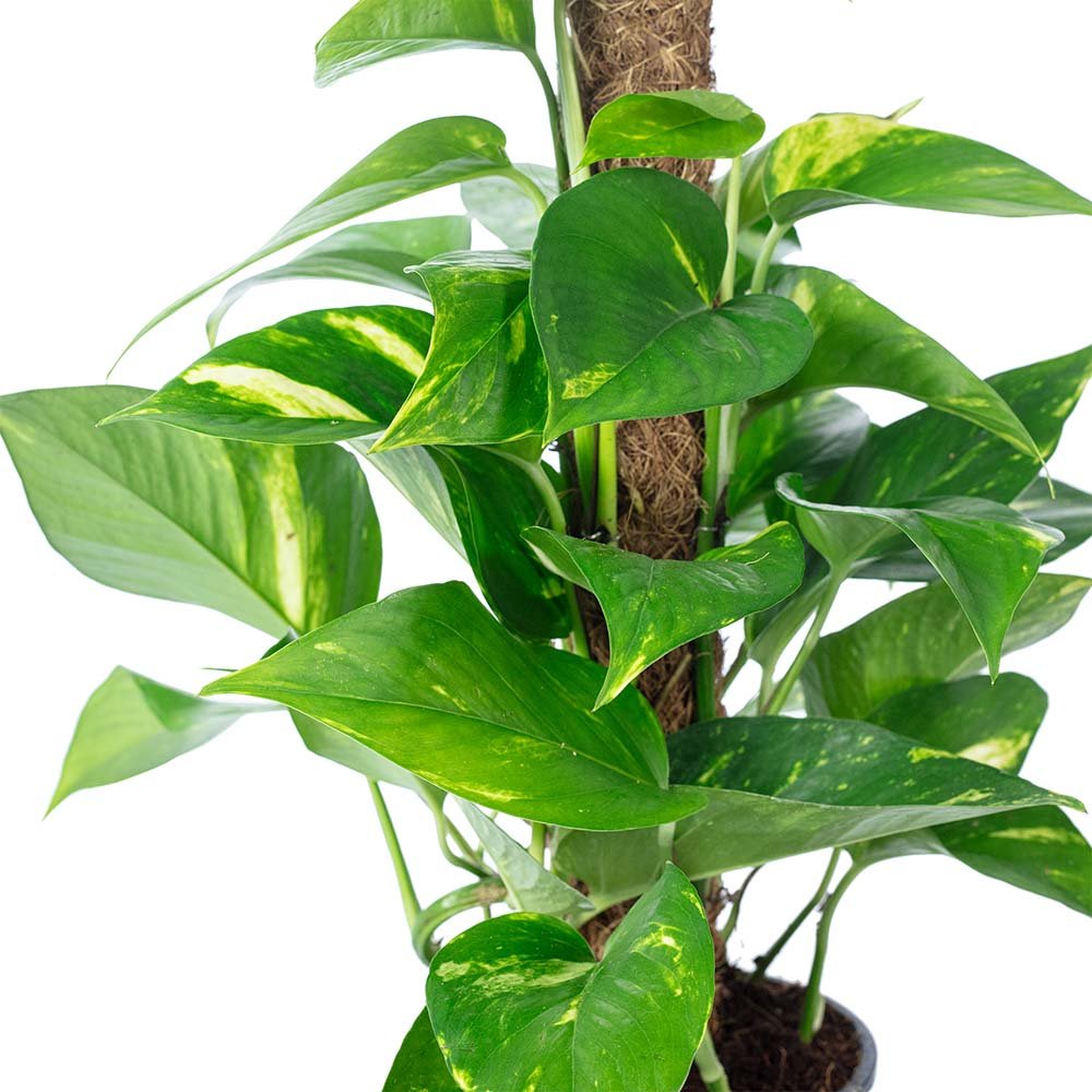 Iedera diavolului Epipremnum Aureum, 120 cm cu Suport, planta de apartament curgatoare, cu frunze pestrite verzi-galbene