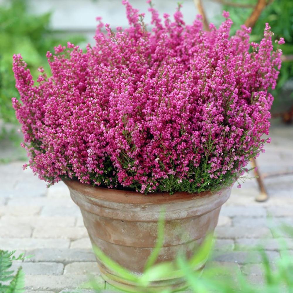 Erica Gracilis