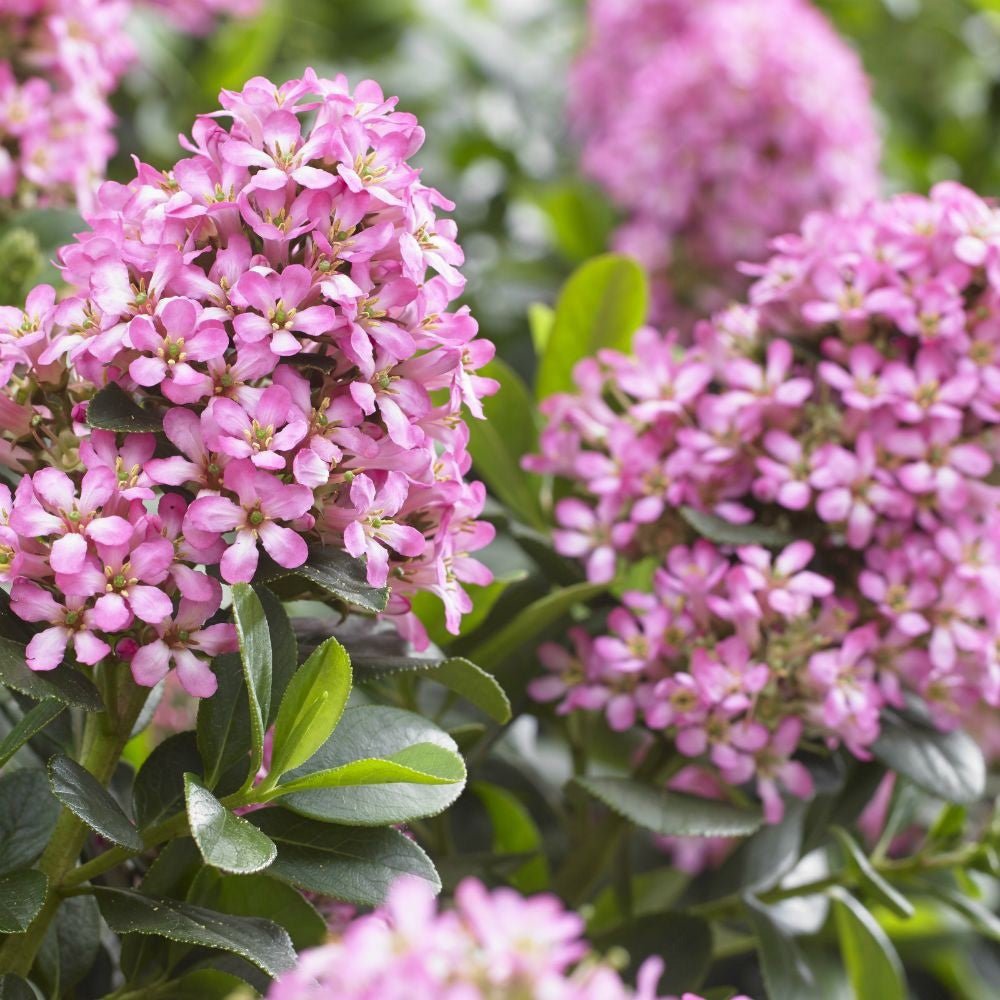 Escallonia laevis Pink Elle