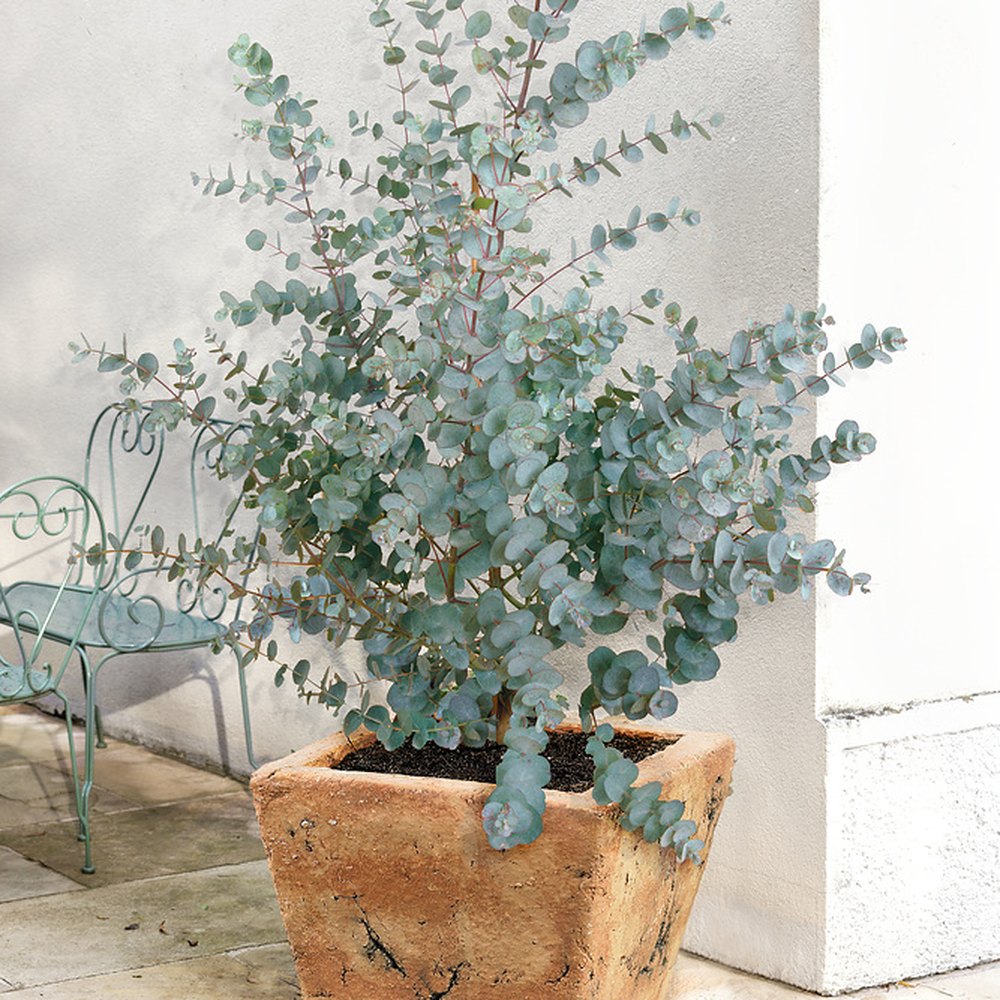 Евкалипт Eucalyptus gunnii 'Silverana' – декоративен храст със сребристо ароматно листо