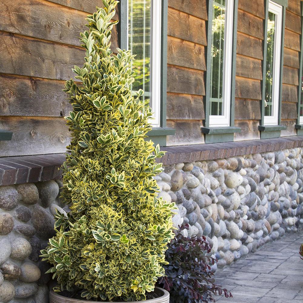 Salba Japoneza Euonimus Aureomarginatus