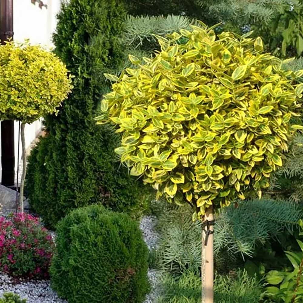 Salba Japoneza Euonimus Japonicus Aureus - Tip Copac
