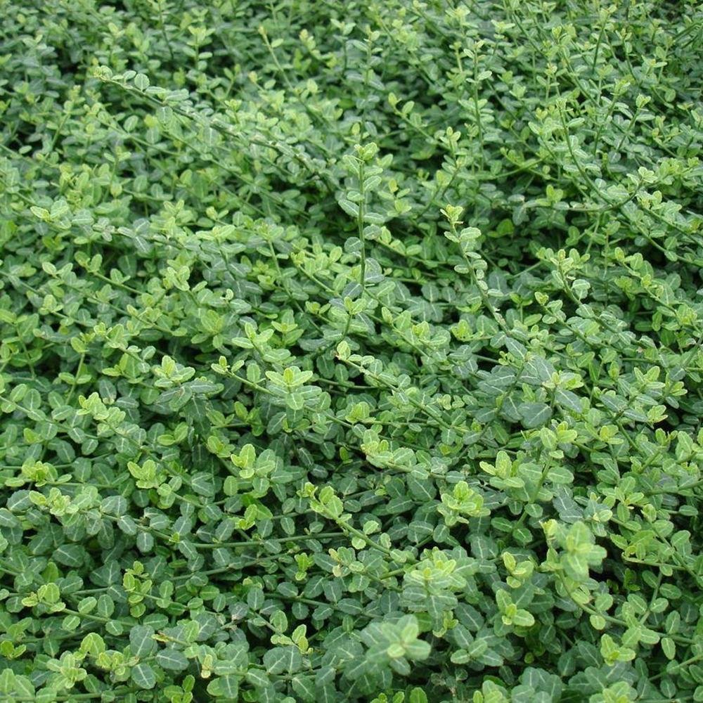 Salba Japoneza Euonimus Minimus