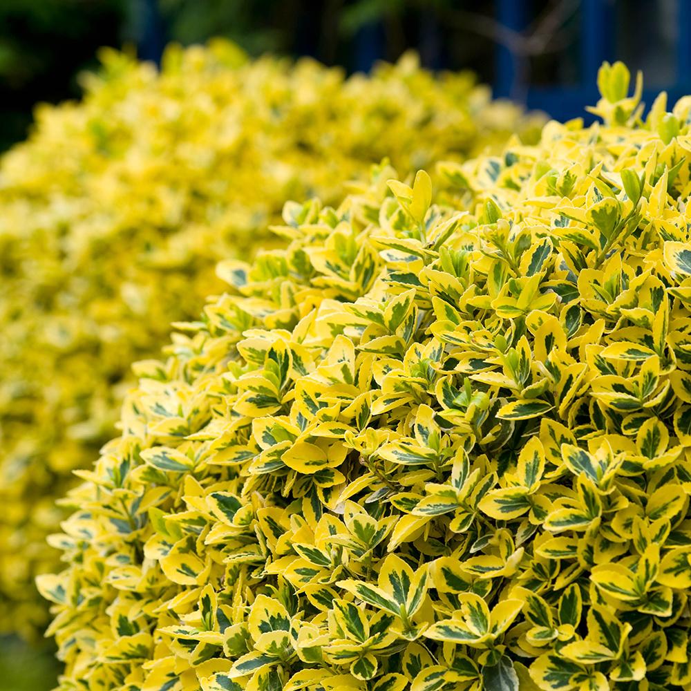 Salba Japoneza Euonimus Emerald 'N' Gold