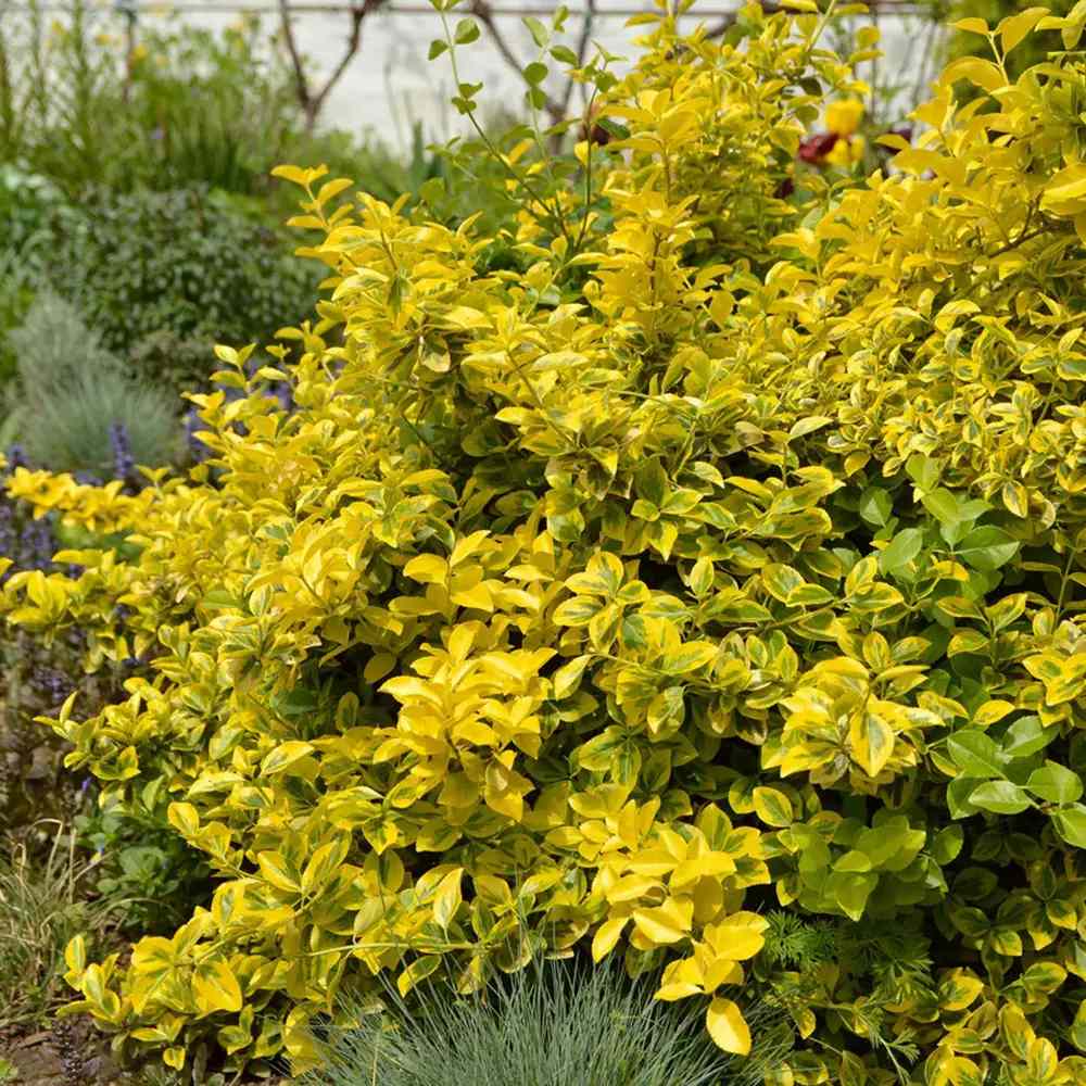 Salba Japoneza Euonimus Elegantissimus Aureus, arbust decorativ frunze galben-verzui vesnic verde