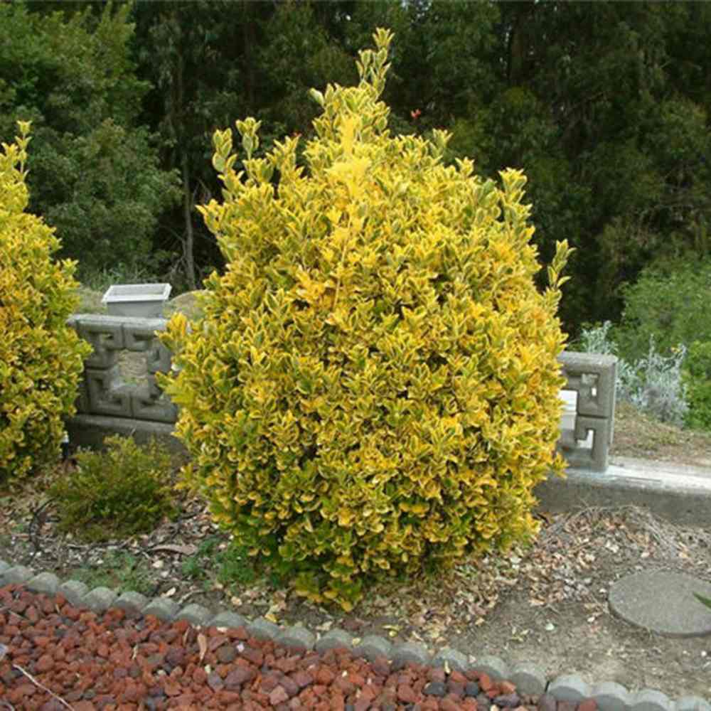 Salba Japoneza Euonimus Elegantissimus Aureus, arbust decorativ frunze galben-verzui vesnic verde