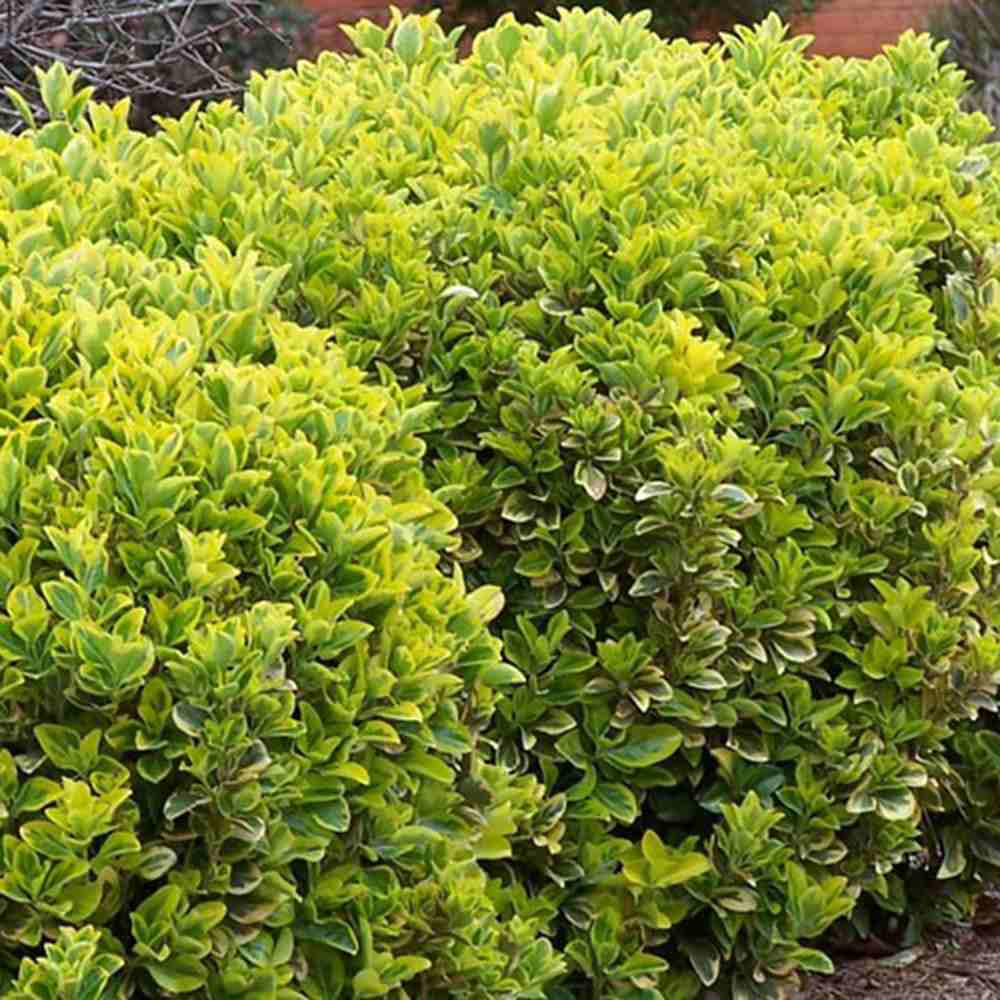 Salba Japoneza Euonimus Elegantissimus Aureus, arbust decorativ frunze galben-verzui vesnic verde
