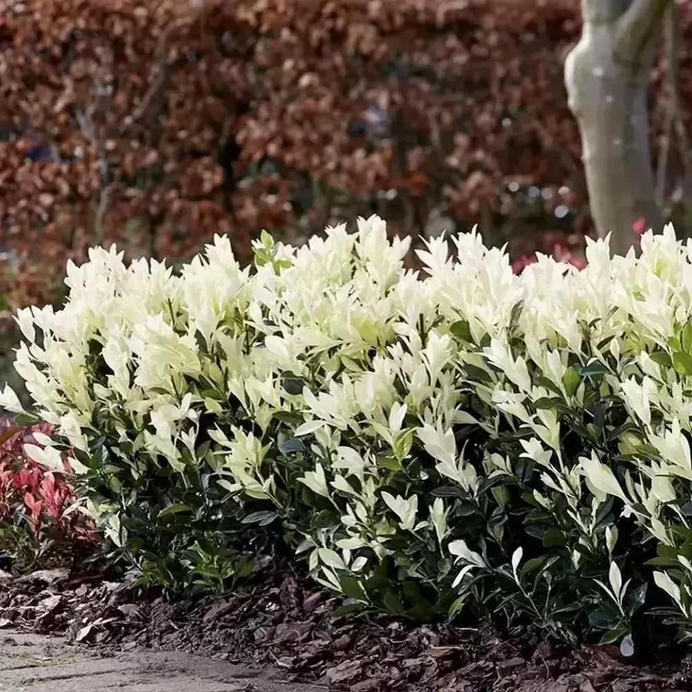 Евонимус японски Himalaya, компактен вечнозелен декоративен храст, устойчив