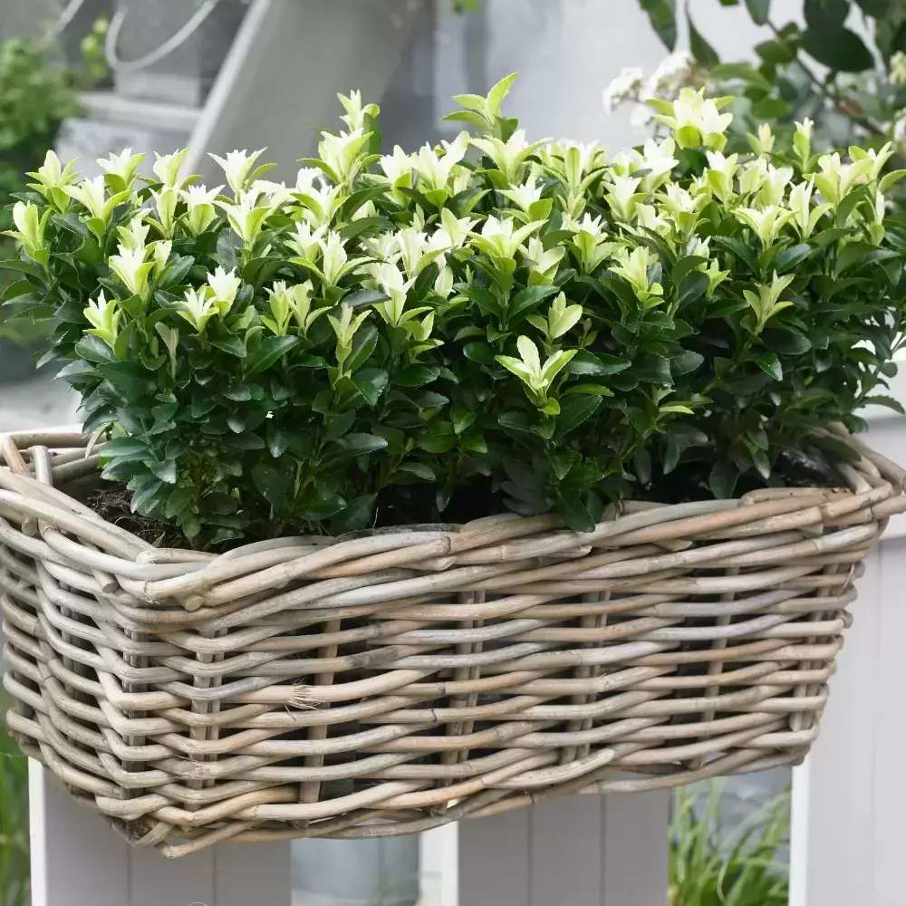 Евонимус японски Himalaya, компактен вечнозелен декоративен храст, устойчив