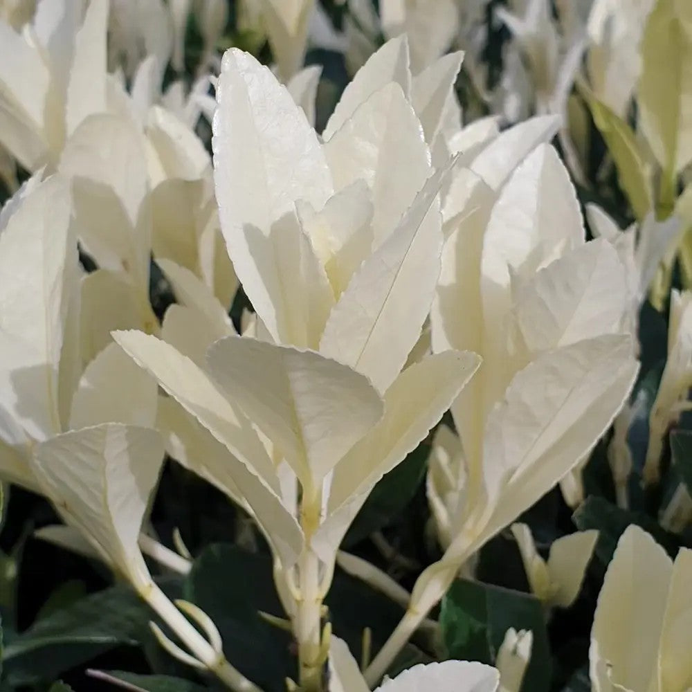 Евонимус японски Himalaya, компактен вечнозелен декоративен храст, устойчив