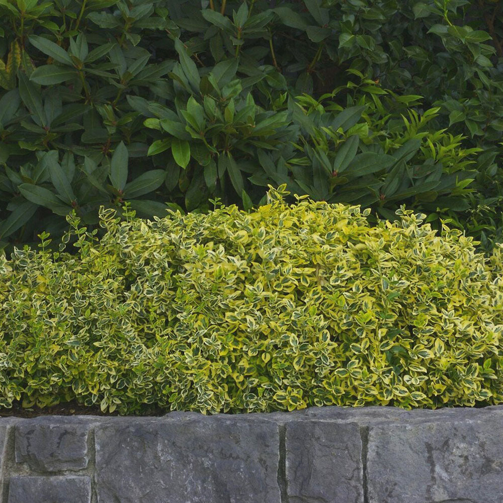 Salba Japoneza Euonimus Emerald 'N' Gold