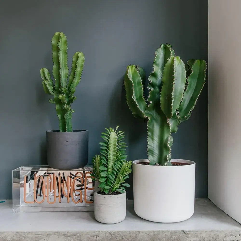 Африкански канделабър Euphorbia Ingens, голямо декоративно стайно растение – 95 см