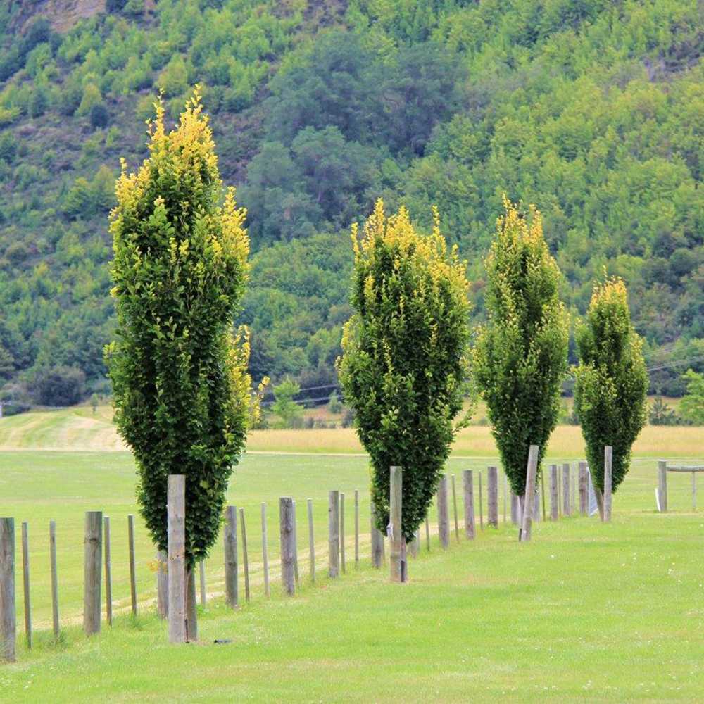 Fag Auriu (Fagus Sylvatica) Dawyck Gold