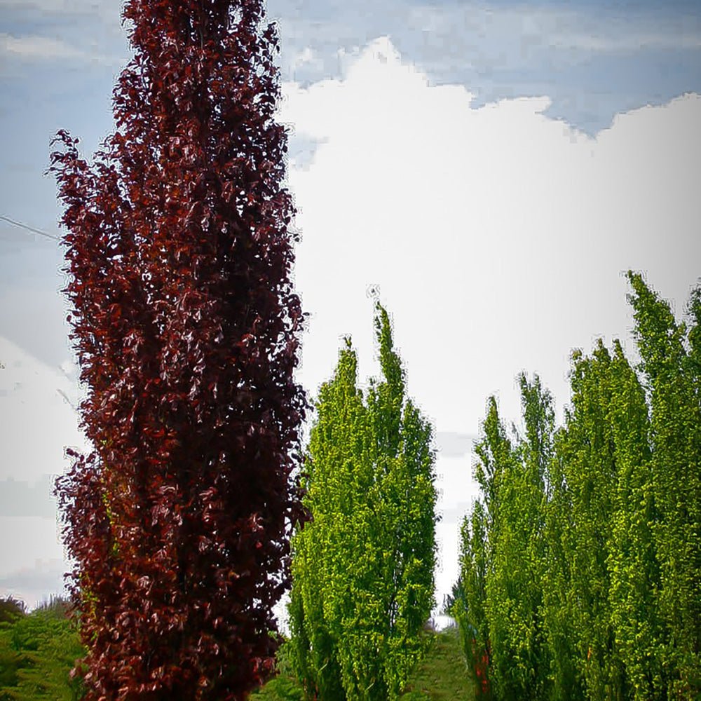 Fag columnar Rosu (Dawyck Purple), cu frunzis purpuriu