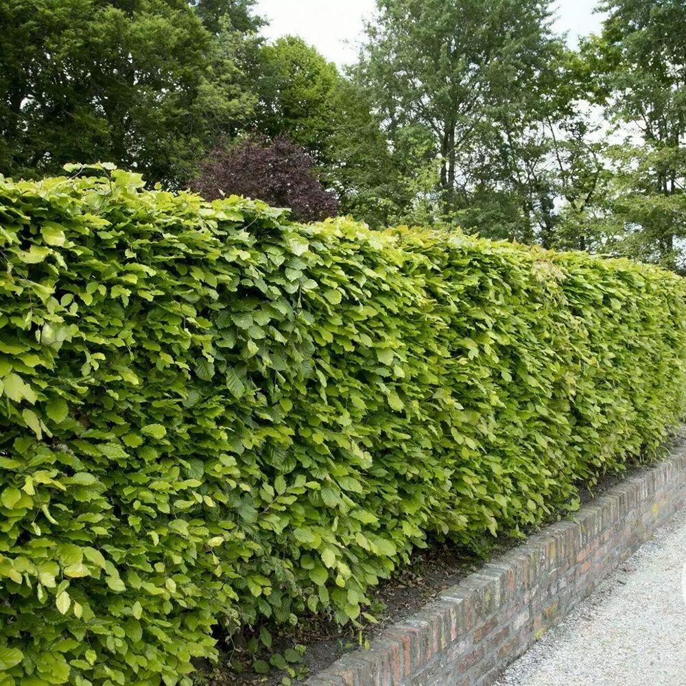 Fag European (Fagus Sylvatica), planta solitara sau gard viu