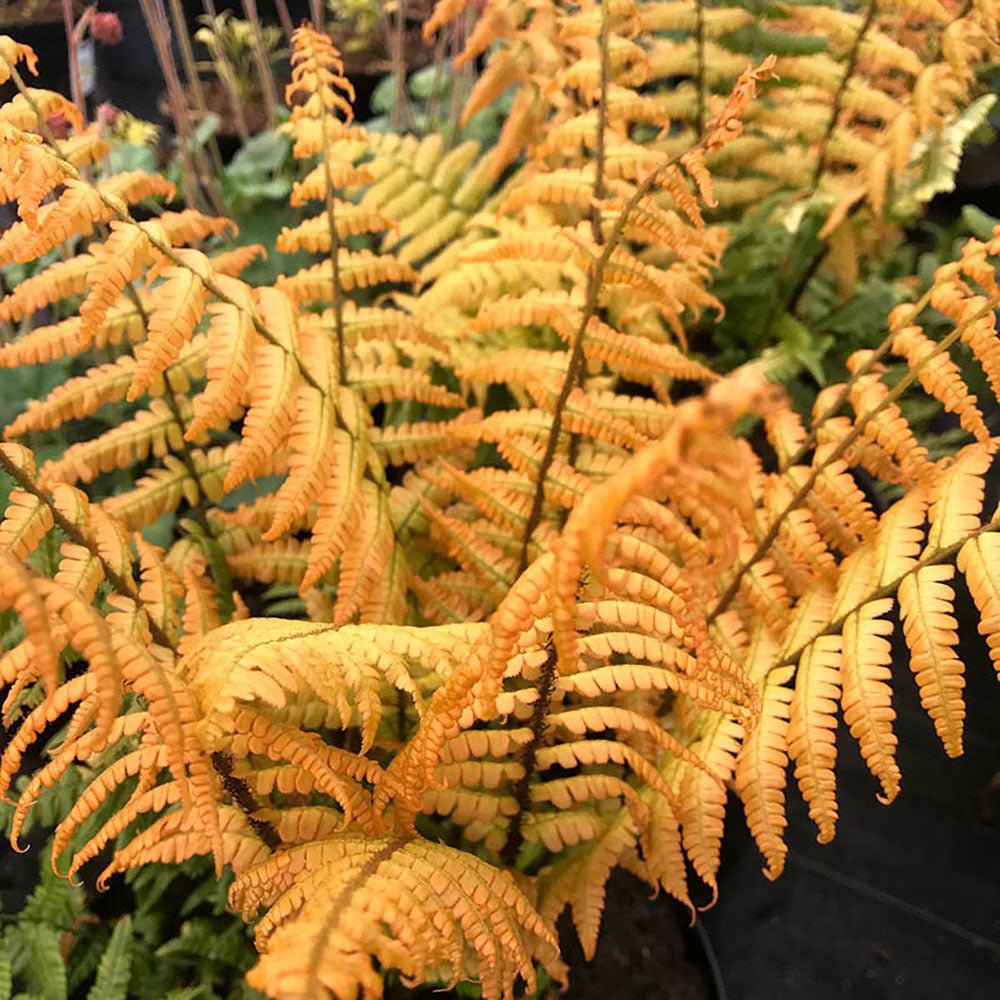 Feriga auriu Jurassic Gold
