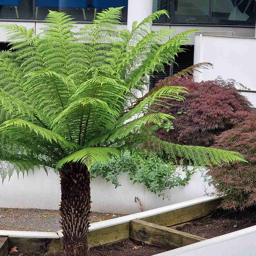 Feriga Copac (Dicksonia Antartica)